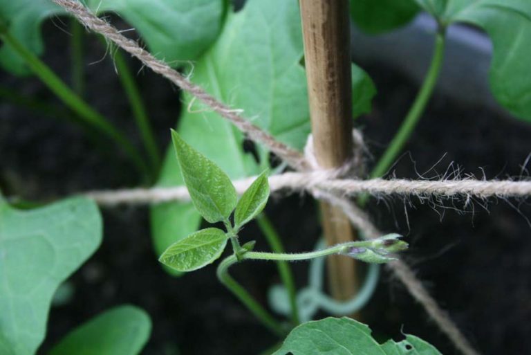 rankgitter selbstgemacht! – Frau Meise