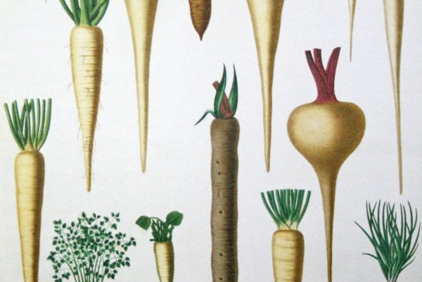 …für den gourmetgärtner! – Frau Meise